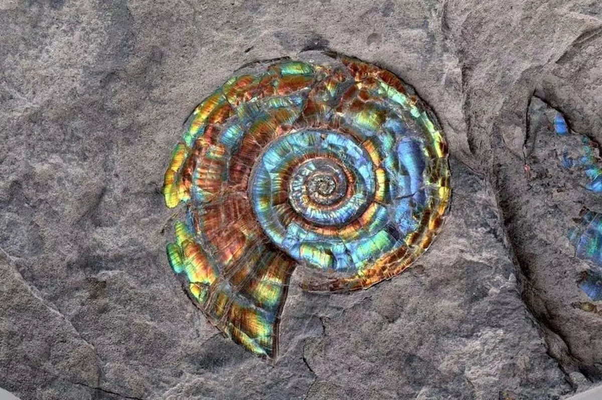 Ammonit (28 foton): Magic, helande och andra egenskaper av sten. Var kan jag hitta den? 3414_7