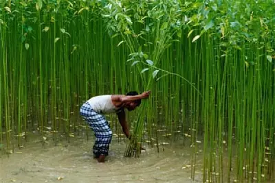 జ్యూట్ (40 ఫోటోలు): ఈ విషయం ఏమిటి? ఏం చేస్తుంది? ఫాబ్రిక్ మరియు కాన్వాస్ ఉత్పత్తి, ఫైబర్ మరియు గ్రిడ్ ఆకృతి, ఉత్పత్తి ఎంపికలు 3930_8