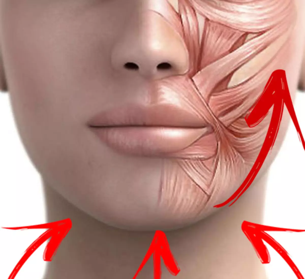 Подтяжка рта. Мышцы лица брыли. Анатомия брылей на лице. Упражнения от брылей.