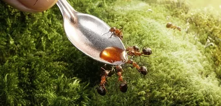 Moravijos aliejus: eteriniai naftos kiaušiniai skruzdėlės prieš plaukų augimą ir nepageidaujamą augmeniją pašalinimą, atsiliepimus 4775_2