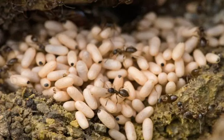 Moravska olje: eterična olja jajca mravlje pred rastjo las in odstranjevanje neželene vegetacije, pregledov 4775_3
