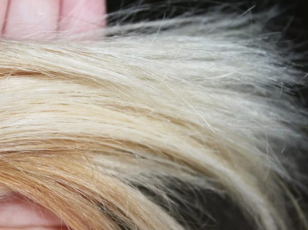 slamnate barve las (55 fotografij): sorte odtenkih slame. Za koga je hladno-topli toni? 5195_12