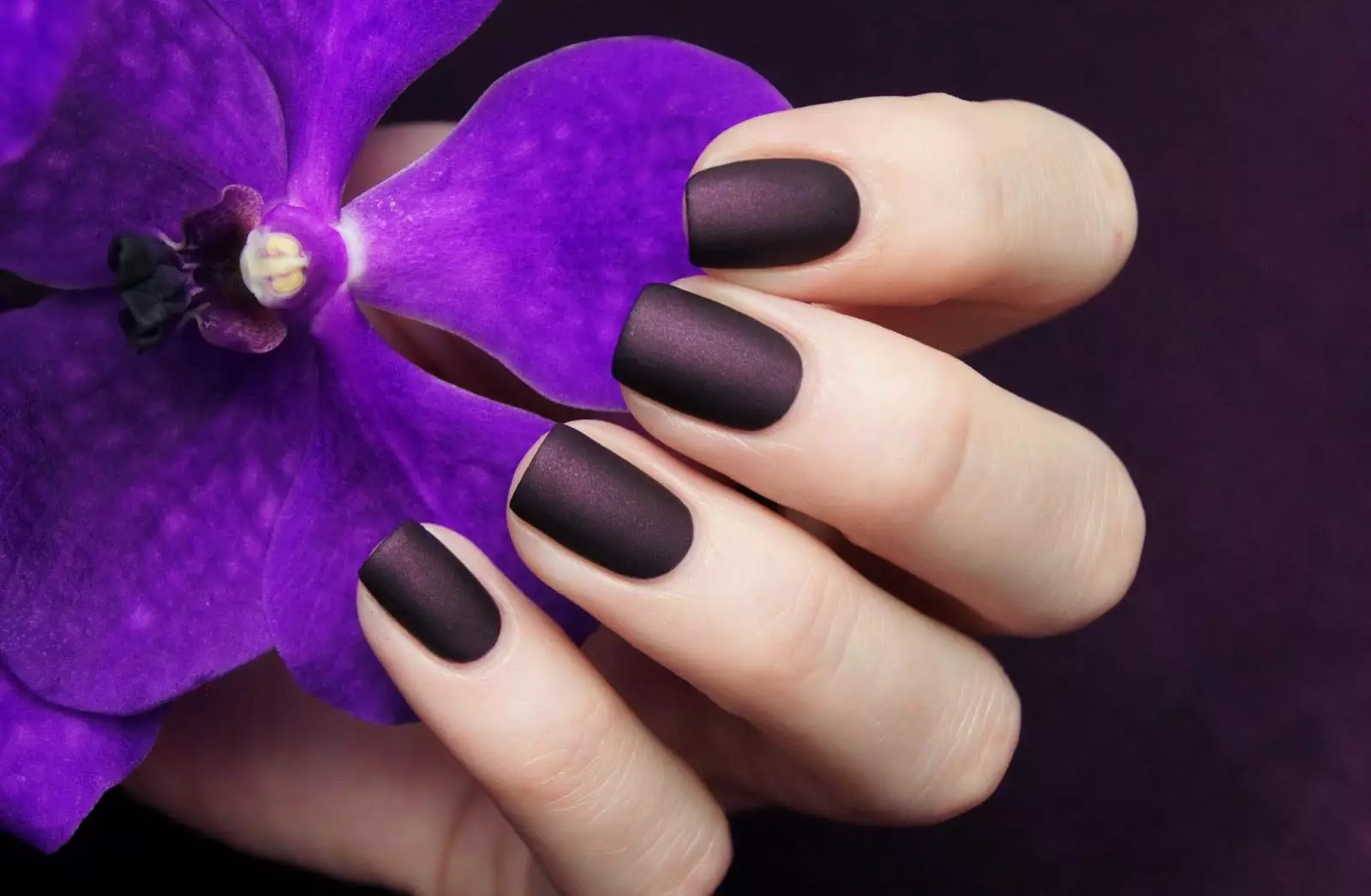 Ahịhịa Matte (26 foto): Ntinye ube monaphonic na varnish, manicure nke Ombre cherry 6471_111