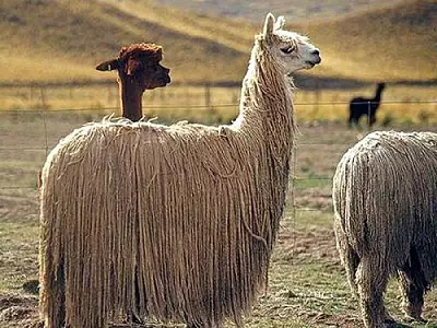 Alpaca Wool Yarn: Apa itu? Komposisi. Benang dari wol Peru dan Alpac lainnya, dengan sutra dan 100%. Properti 6721_15