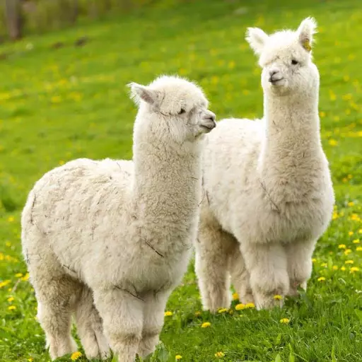 Alpaca Wool Yarn: Apa itu? Komposisi. Benang dari wol Peru dan Alpac lainnya, dengan sutra dan 100%. Properti 6721_16