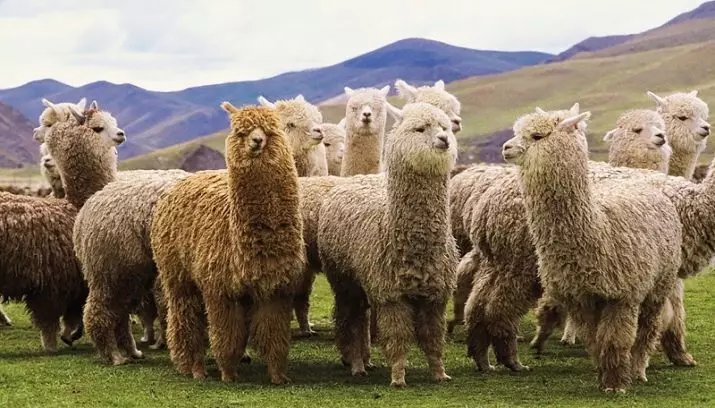 Alpaca Wool Yarn: Apa itu? Komposisi. Benang dari wol Peru dan Alpac lainnya, dengan sutra dan 100%. Properti 6721_4