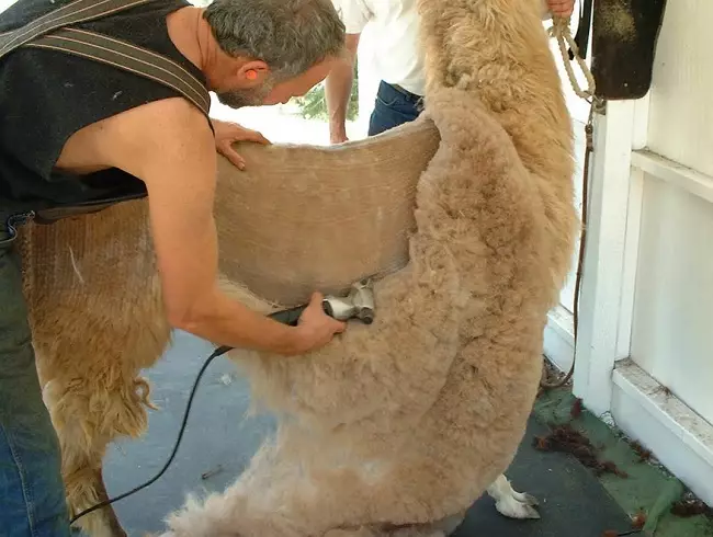 Alpaca Wool Yarn: Apa itu? Komposisi. Benang dari wol Peru dan Alpac lainnya, dengan sutra dan 100%. Properti 6721_5