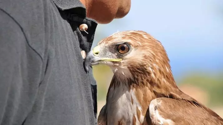 מקצועות הקשורים לבעלי חיים: רשימת מקצועות, סוסים טיפול מומחים, מגדלי בעלי חיים, התמחויות שילמו מאוד לאחר 9 ו 11 כיתה 7276_11