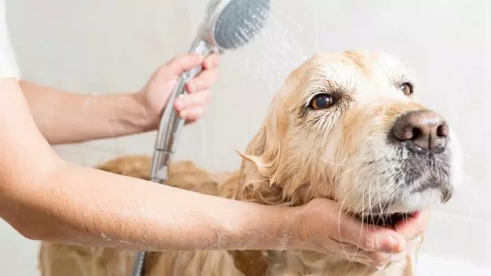 Grumer (13 photos): Comment est ce métier? Comment apprendre le travail de la Carmer? Combien gagne le coiffeur pour les chiens et autres animaux? 7570_3