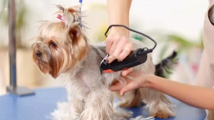 GRUMER (13 foto): cos'è questa professione? Come imparare il lavoro del carburante? Quanto guadagna il parrucchiere per cani e altri animali? 7570_4