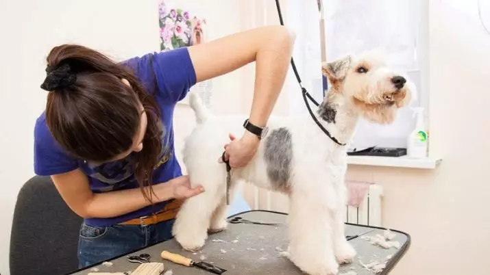 GUREER (13 fotek): Jaká je tato profese? Jak se naučit práci pečiva? Kolik vydělává kadeřník pro psy a jiná zvířata? 7570_8