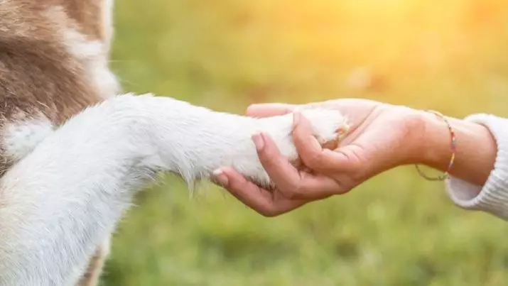 Grumer (13 nuotraukų): Kas yra ši profesija? Kaip išmokti karmero darbą? Kiek kainuoja kirpėjas šunims ir kitiems gyvūnams? 7570_9