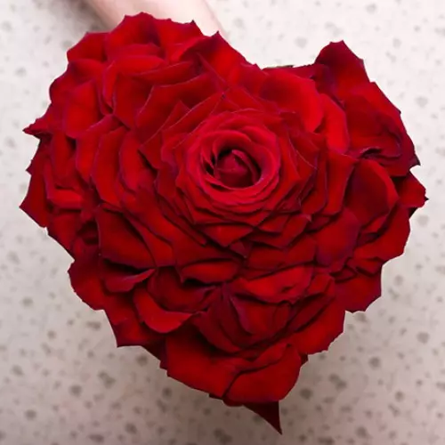 Bouquet nupcial de rosas rojas (58 fotos): composiciones de boda con fresa pequeña y gypsophila 7996_18