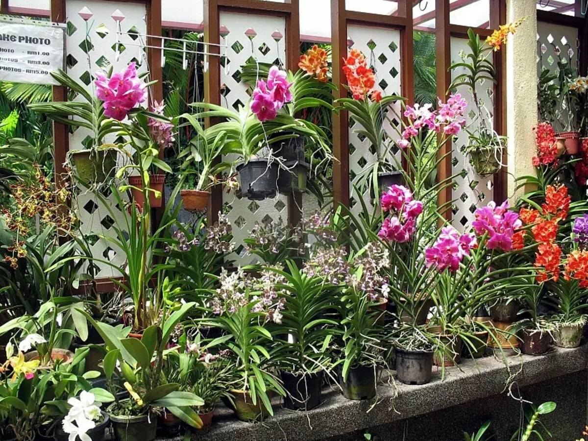 Svadbeni buket iz orhideja (49 fotografija): buketi orhideja s bijelim ružama i plavim mlinicama 7998_31