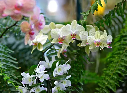 Svadbeni buket iz orhideja (49 fotografija): buketi orhideja s bijelim ružama i plavim mlinicama 7998_32