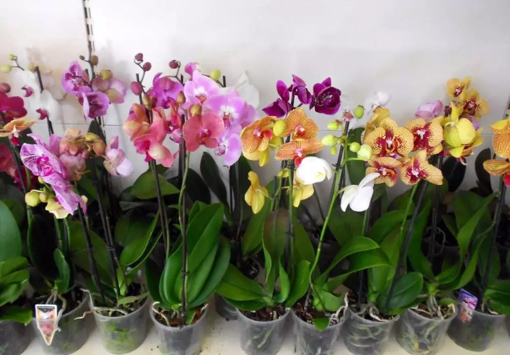 Svadbeni buket iz orhideja (49 fotografija): buketi orhideja s bijelim ružama i plavim mlinicama 7998_5