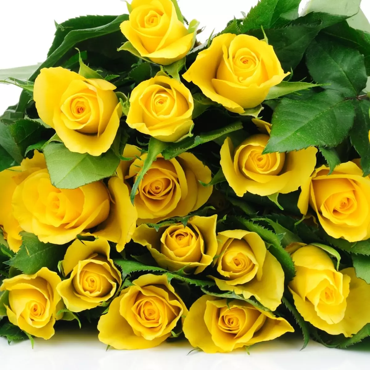 Svatební kytice růží (74 fotek): Svatební skladby z růží s bílými eustomy, modré svobodné a červené alstromeries 8005_60