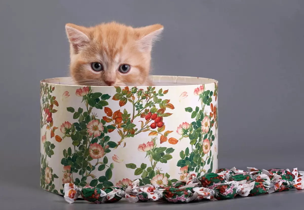 Сюрприз рыжий. Котик в коробке. Котенок с подарком. Котенок в коробочке. Ктик в подарочкой коробке.