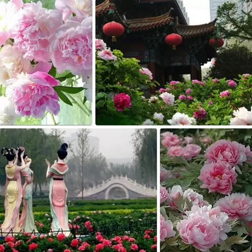 Värdet av Peony Flower: Vad symboliserar en bild med Fengsui-peonies? Bidrar de till en kvinnas äktenskap? 8281_4