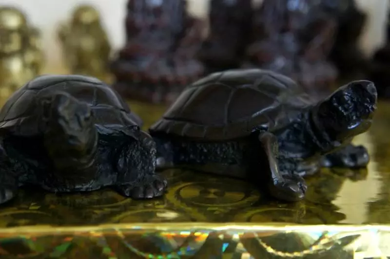 Turtle vērtība: Ko simbolizē taletes un rotaslietas ar bruņurupučiem? Kādi skaitļi bruņurupuči nozīmē fengshui? 8284_27