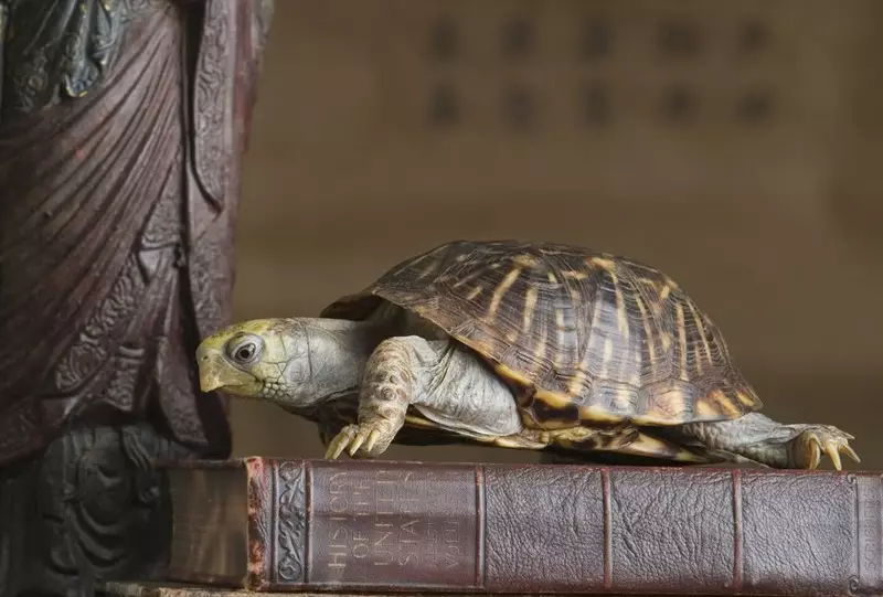 Turtle vērtība: Ko simbolizē taletes un rotaslietas ar bruņurupučiem? Kādi skaitļi bruņurupuči nozīmē fengshui? 8284_8