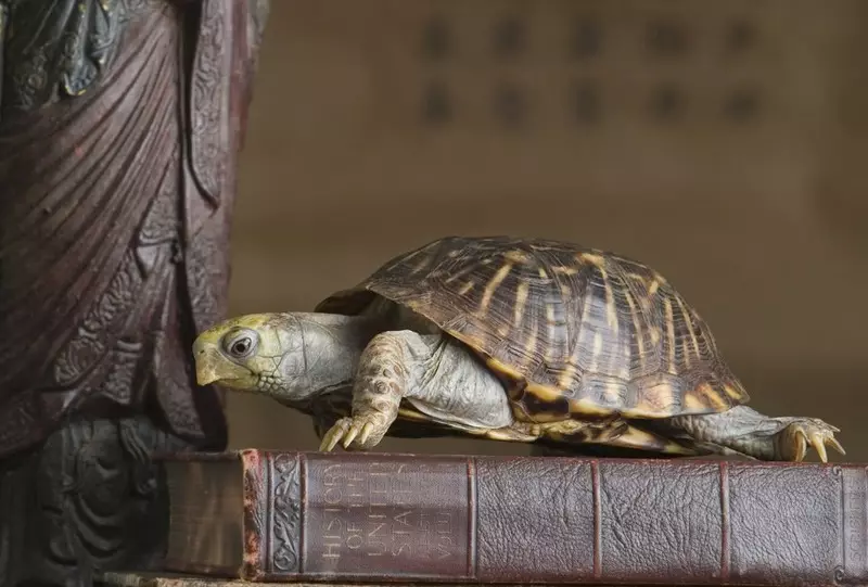 Turtle-wearde: Wat dogge de maskotten en sieraden mei in skildpadich symbolisearje? Hokker figueren skildpadden betsjutte Fengshui? 8284_8