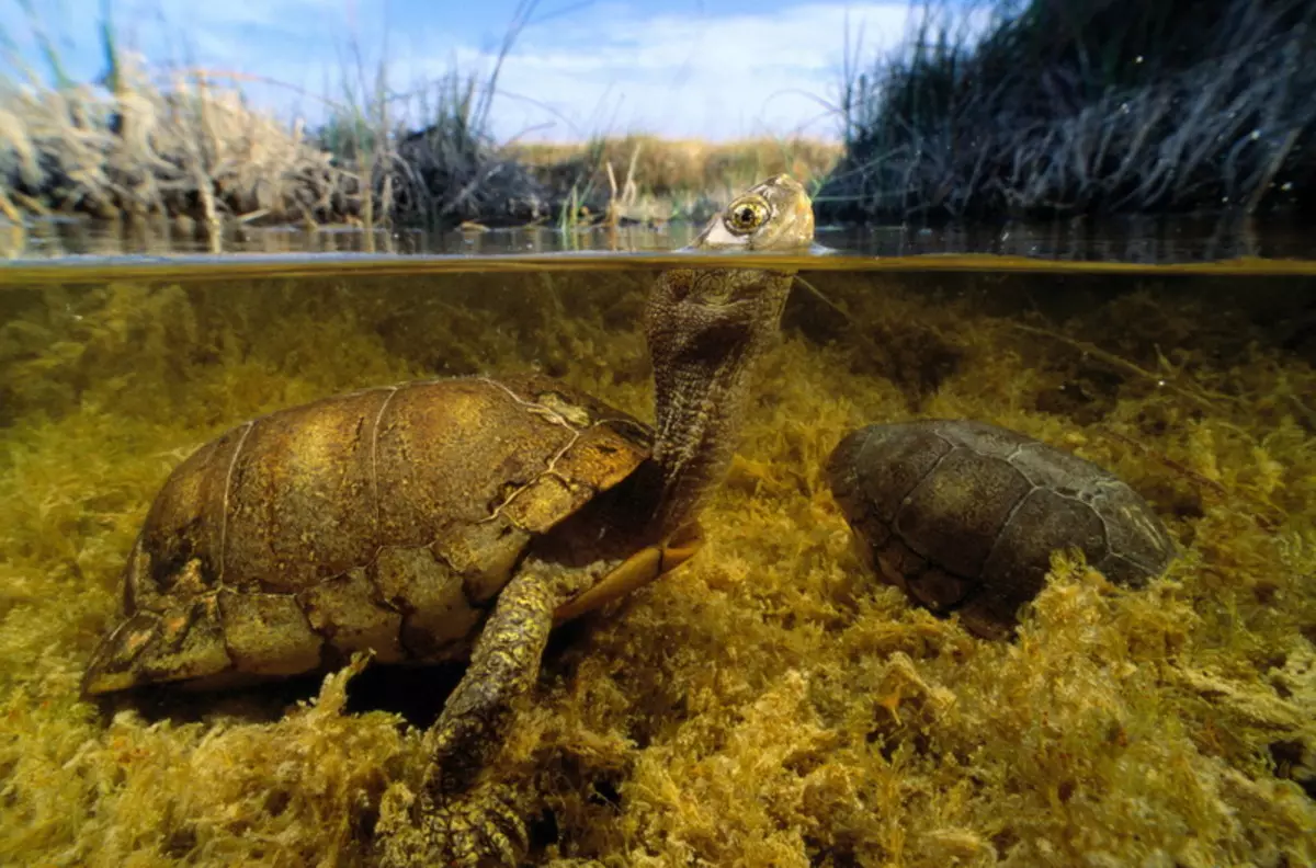 Turtle-wearde: Wat dogge de maskotten en sieraden mei in skildpadich symbolisearje? Hokker figueren skildpadden betsjutte Fengshui? 8284_9