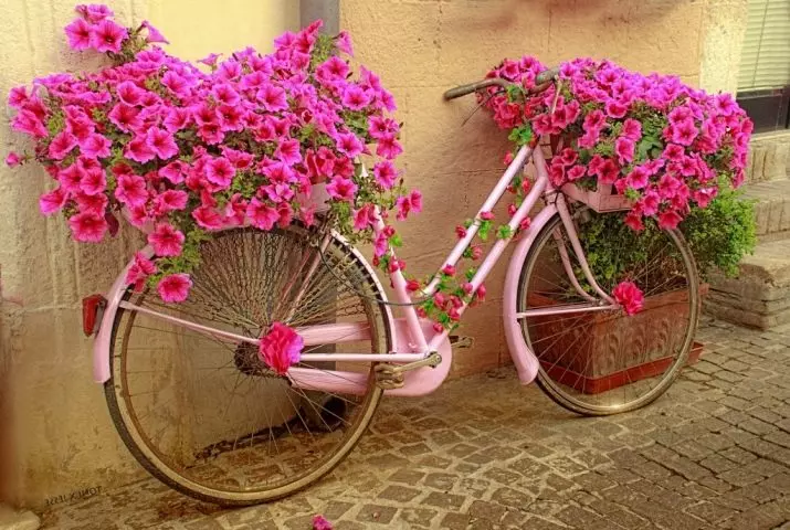 Régi kerékpár a kerti tervezésben (50 fotó): Kerékpár virágágyás és cachet kerékpár virágokkal a tájképben a házban 8522_44
