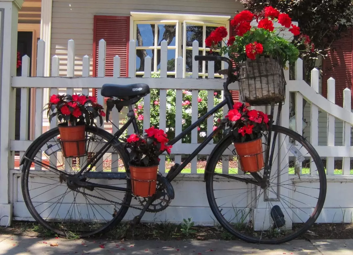 Régi kerékpár a kerti tervezésben (50 fotó): Kerékpár virágágyás és cachet kerékpár virágokkal a tájképben a házban 8522_8