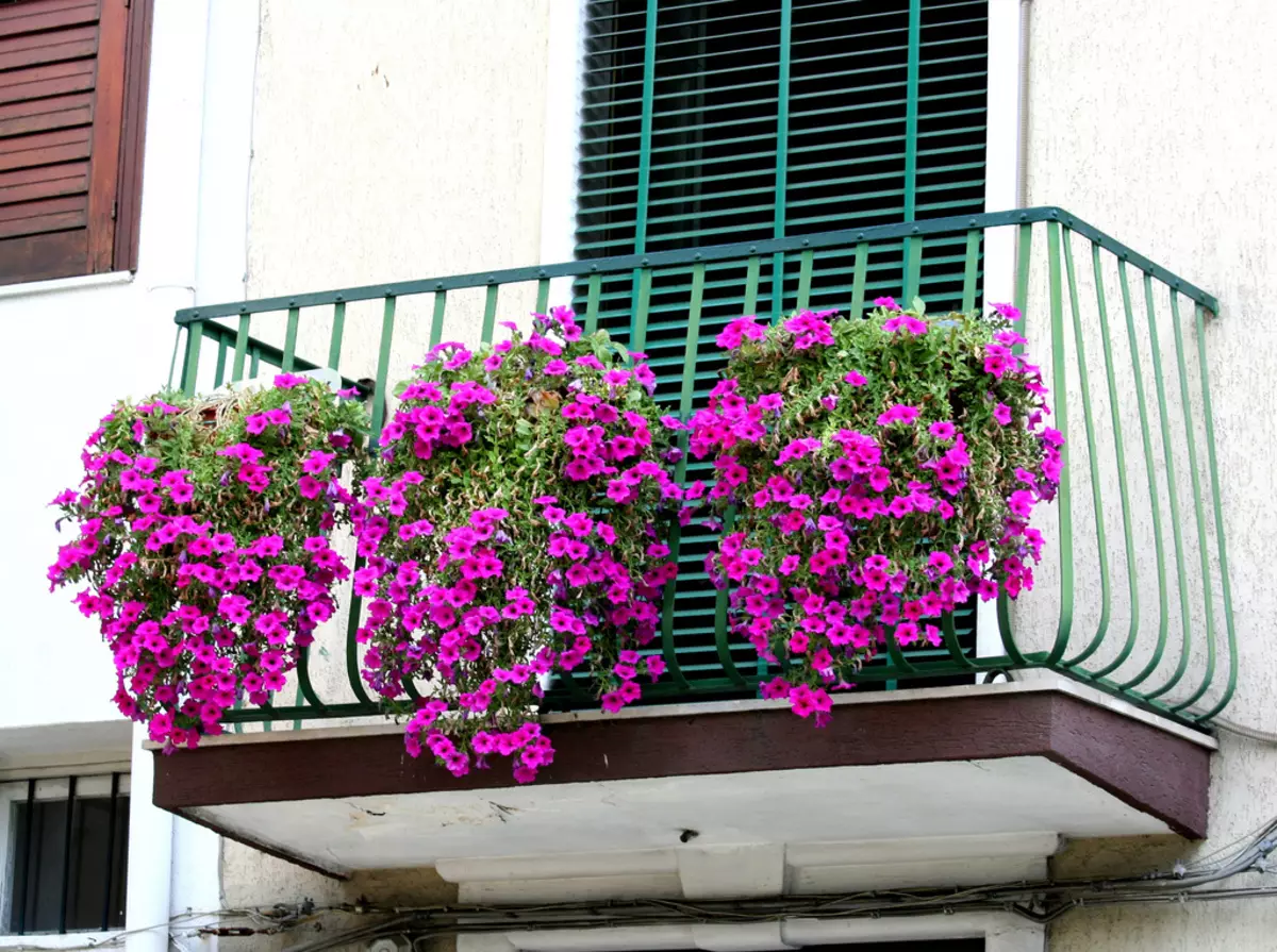 Какие цветы посадить на балконе на лето